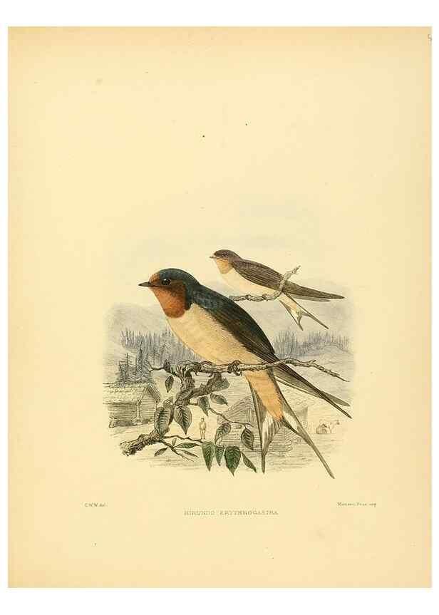 Reproducción/Reproduction 49522631196: A monograph of the Hirundinidae or family of swallows. London :Henry Sotheran & Co.,1885-1894.. 