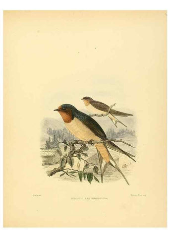 Reproducción/Reproduction 49522631196: A monograph of the Hirundinidae or family of swallows. London :Henry Sotheran & Co.,1885-1894.. 