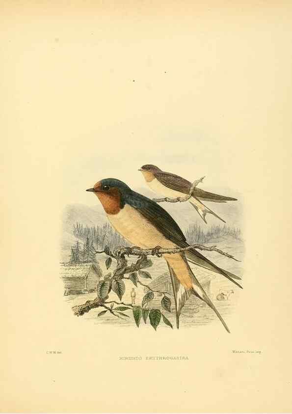 Reproducción/Reproduction 49522631196: A monograph of the Hirundinidae or family of swallows. London :Henry Sotheran & Co.,1885-1894.. 