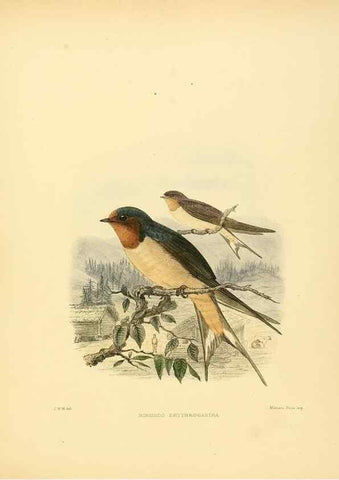 Reproducción/Reproduction 49522631196: A monograph of the Hirundinidae or family of swallows. London :Henry Sotheran & Co.,1885-1894.. 