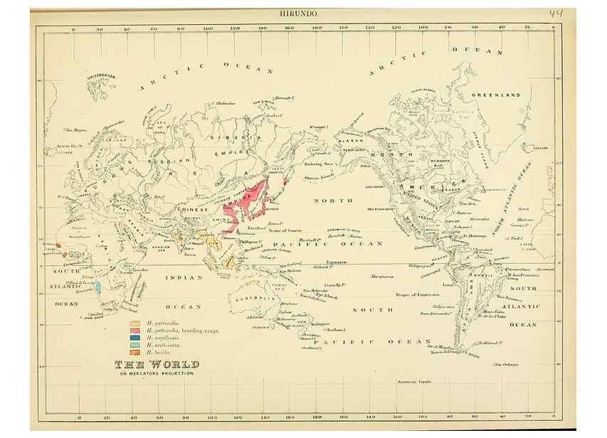 Reproducción/Reproduction 49522848637: A monograph of the Hirundinidae or family of swallows. London :Henry Sotheran & Co.,1885-1894.. 