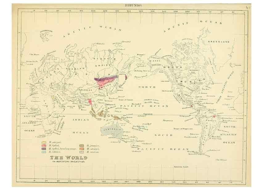 Reproducción/Reproduction 49522848852: A monograph of the Hirundinidae or family of swallows. London :Henry Sotheran & Co.,1885-1894.. 