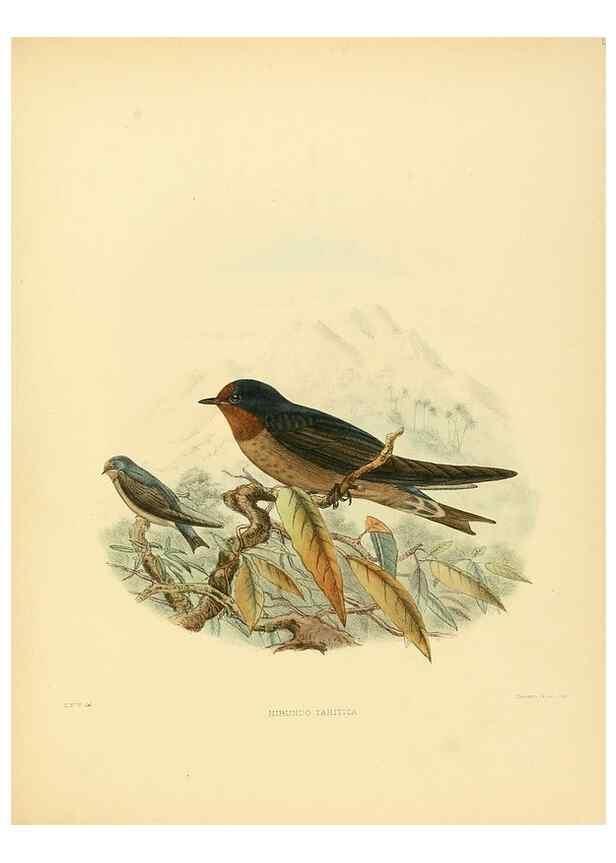 Reproducción/Reproduction 49522631991: A monograph of the Hirundinidae or family of swallows. London :Henry Sotheran & Co.,1885-1894.. 