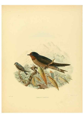 Reproducción/Reproduction 49522631991: A monograph of the Hirundinidae or family of swallows. London :Henry Sotheran & Co.,1885-1894.. 