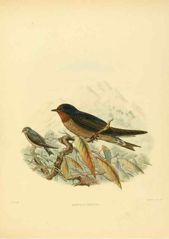 Reproducción/Reproduction 49522631991: A monograph of the Hirundinidae or family of swallows. London :Henry Sotheran & Co.,1885-1894.. 
