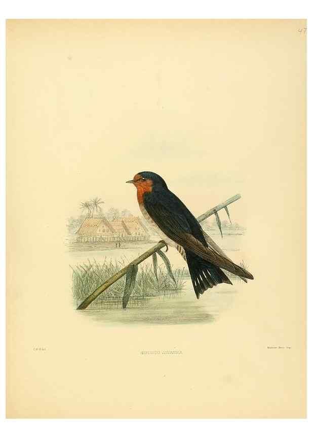 Reproducción/Reproduction 49522849207: A monograph of the Hirundinidae or family of swallows. London :Henry Sotheran & Co.,1885-1894.. 