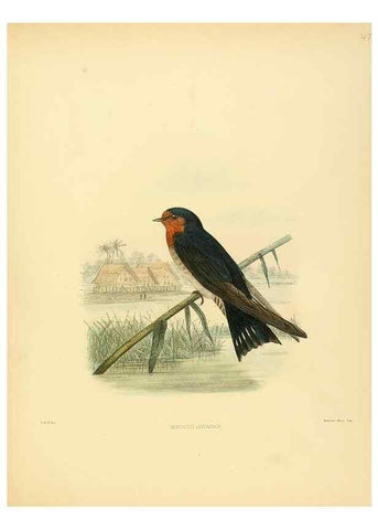 Reproducción/Reproduction 49522849207: A monograph of the Hirundinidae or family of swallows. London :Henry Sotheran & Co.,1885-1894.. 