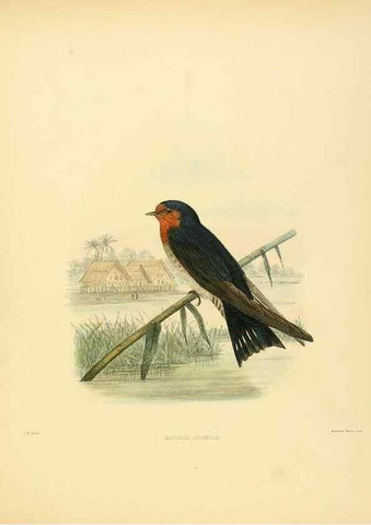 Reproducción/Reproduction 49522849207: A monograph of the Hirundinidae or family of swallows. London :Henry Sotheran & Co.,1885-1894.. 