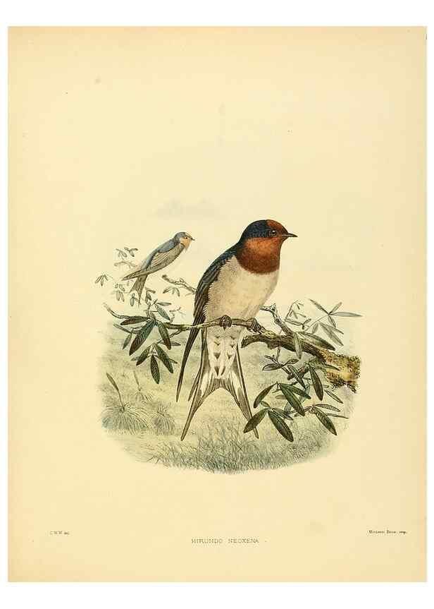 Reproducción/Reproduction 49522849462: A monograph of the Hirundinidae or family of swallows. London :Henry Sotheran & Co.,1885-1894.. 