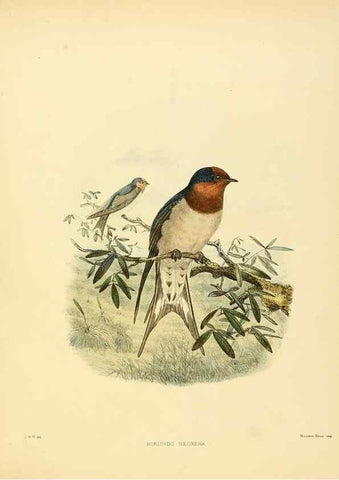 Reproducción/Reproduction 49522849462: A monograph of the Hirundinidae or family of swallows. London :Henry Sotheran & Co.,1885-1894.. 