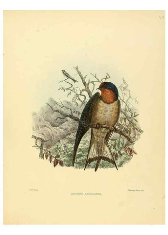 Reproducción/Reproduction 49522849787: A monograph of the Hirundinidae or family of swallows. London :Henry Sotheran & Co.,1885-1894.. 