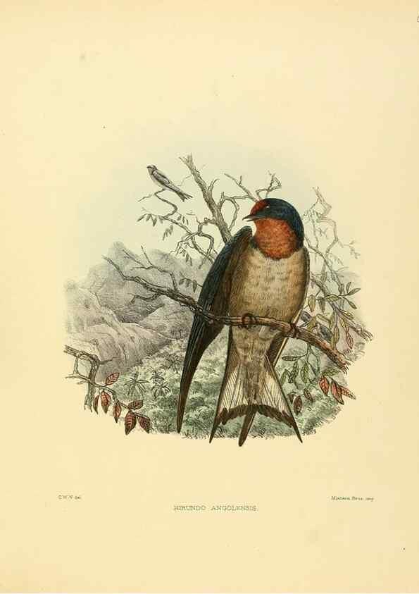 Reproducción/Reproduction 49522849787: A monograph of the Hirundinidae or family of swallows. London :Henry Sotheran & Co.,1885-1894.. 