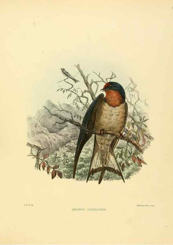 Reproducción/Reproduction 49522849787: A monograph of the Hirundinidae or family of swallows. London :Henry Sotheran & Co.,1885-1894.. 