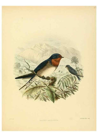 Reproducción/Reproduction 49522633011: A monograph of the Hirundinidae or family of swallows. London :Henry Sotheran & Co.,1885-1894.. 