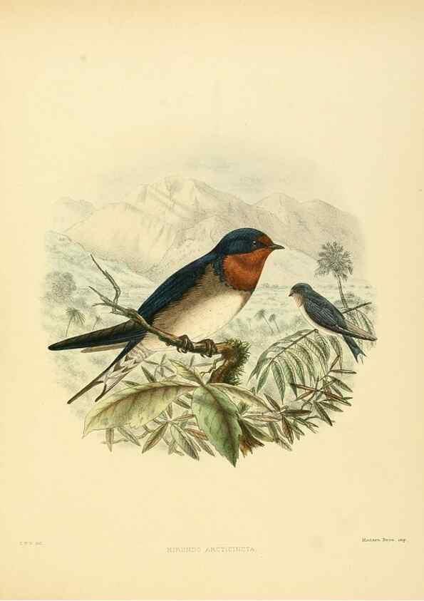 Reproducción/Reproduction 49522633011: A monograph of the Hirundinidae or family of swallows. London :Henry Sotheran & Co.,1885-1894.. 