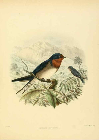 Reproducción/Reproduction 49522633011: A monograph of the Hirundinidae or family of swallows. London :Henry Sotheran & Co.,1885-1894.. 