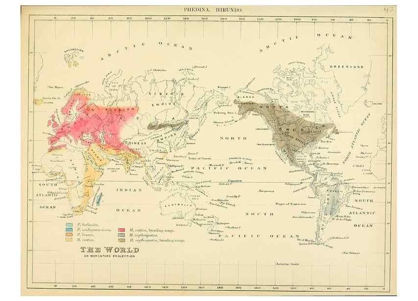 Reproducción/Reproduction 49522111283: A monograph of the Hirundinidae or family of swallows. London :Henry Sotheran & Co.,1885-1894.. 