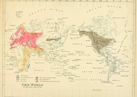 Reproducción/Reproduction 49522111283: A monograph of the Hirundinidae or family of swallows. London :Henry Sotheran & Co.,1885-1894.. 