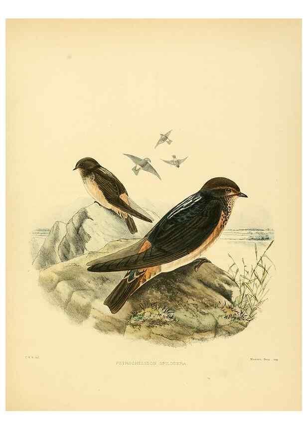 Reproducción/Reproduction 49522647546: A monograph of the Hirundinidae or family of swallows. London :Henry Sotheran & Co.,1885-1894.. 