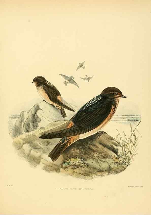 Reproducción/Reproduction 49522647546: A monograph of the Hirundinidae or family of swallows. London :Henry Sotheran & Co.,1885-1894.. 