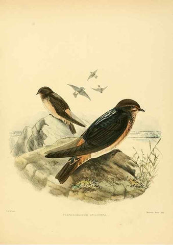 Reproducción/Reproduction 49522647546: A monograph of the Hirundinidae or family of swallows. London :Henry Sotheran & Co.,1885-1894.. 