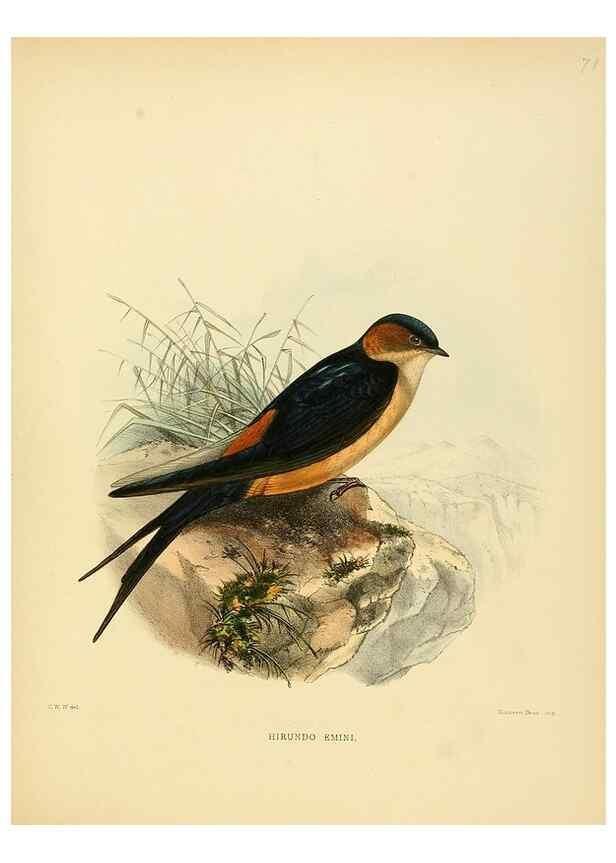 Reproducción/Reproduction 49522117678: A monograph of the Hirundinidae or family of swallows. London :Henry Sotheran & Co.,1885-1894.. 