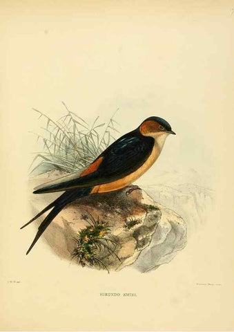 Reproducción/Reproduction 49522117678: A monograph of the Hirundinidae or family of swallows. London :Henry Sotheran & Co.,1885-1894.. 