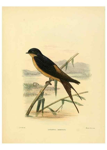 Reproducción/Reproduction 49522855832: A monograph of the Hirundinidae or family of swallows. London :Henry Sotheran & Co.,1885-1894.. 