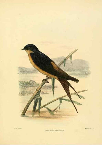 Reproducción/Reproduction 49522855832: A monograph of the Hirundinidae or family of swallows. London :Henry Sotheran & Co.,1885-1894.. 