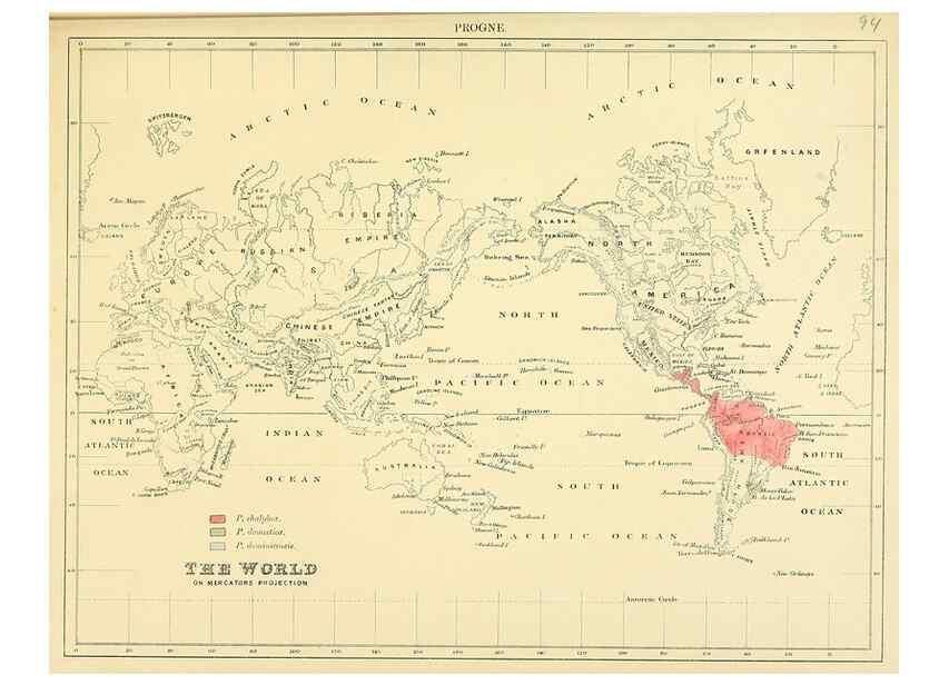 Reproducción/Reproduction 49522123733: A monograph of the Hirundinidae or family of swallows. London :Henry Sotheran & Co.,1885-1894.. 