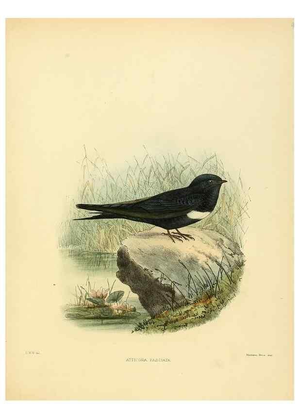 Reproducción/Reproduction 49522643891: A monograph of the Hirundinidae or family of swallows. London :Henry Sotheran & Co.,1885-1894.. 