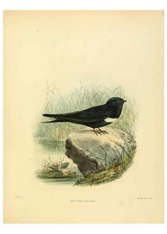 Reproducción/Reproduction 49522643891: A monograph of the Hirundinidae or family of swallows. London :Henry Sotheran & Co.,1885-1894.. 