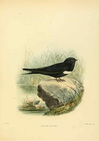 Reproducción/Reproduction 49522643891: A monograph of the Hirundinidae or family of swallows. London :Henry Sotheran & Co.,1885-1894.. 