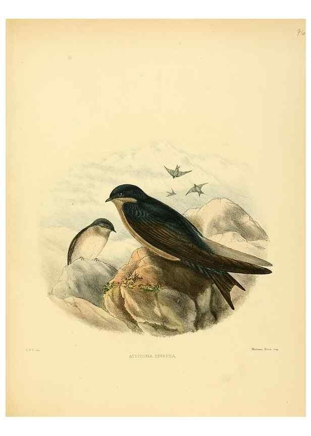 Reproducción/Reproduction 49522124258: A monograph of the Hirundinidae or family of swallows. London :Henry Sotheran & Co.,1885-1894.. 