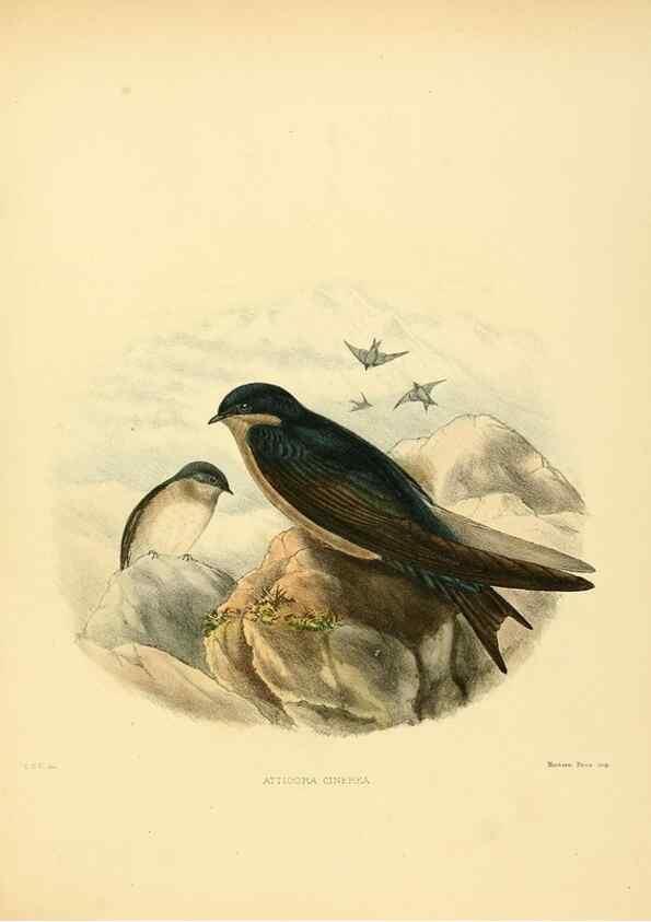 Reproducción/Reproduction 49522124258: A monograph of the Hirundinidae or family of swallows. London :Henry Sotheran & Co.,1885-1894.. 