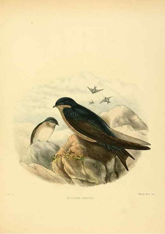 Reproducción/Reproduction 49522124258: A monograph of the Hirundinidae or family of swallows. London :Henry Sotheran & Co.,1885-1894.. 