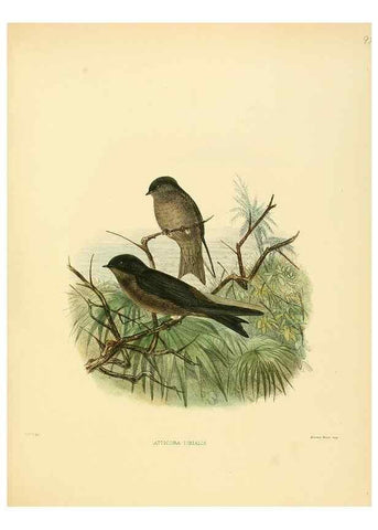 Reproducción/Reproduction 49522862202: A monograph of the Hirundinidae or family of swallows. London :Henry Sotheran & Co.,1885-1894.. 