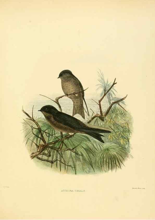 Reproducción/Reproduction 49522862202: A monograph of the Hirundinidae or family of swallows. London :Henry Sotheran & Co.,1885-1894.. 