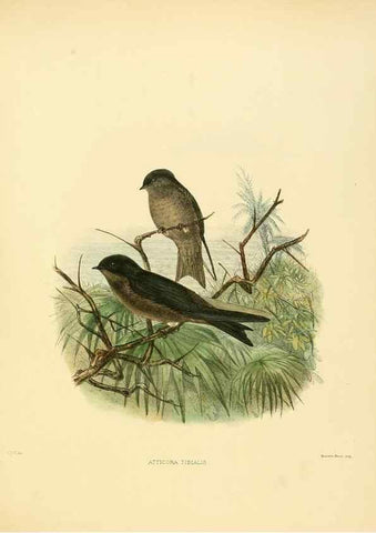 Reproducción/Reproduction 49522862202: A monograph of the Hirundinidae or family of swallows. London :Henry Sotheran & Co.,1885-1894.. 