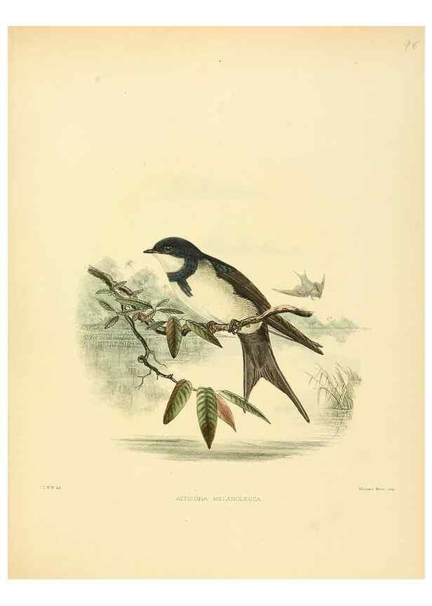 Reproducción/Reproduction 49522862447: A monograph of the Hirundinidae or family of swallows. London :Henry Sotheran & Co.,1885-1894.. 