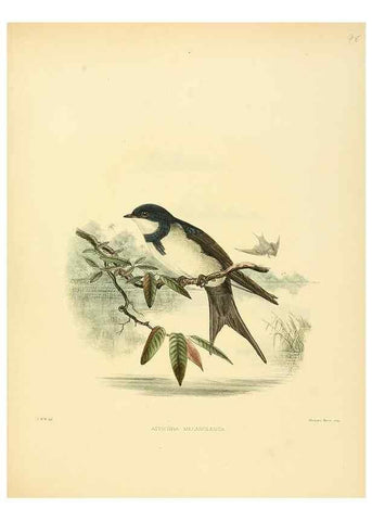 Reproducción/Reproduction 49522862447: A monograph of the Hirundinidae or family of swallows. London :Henry Sotheran & Co.,1885-1894.. 