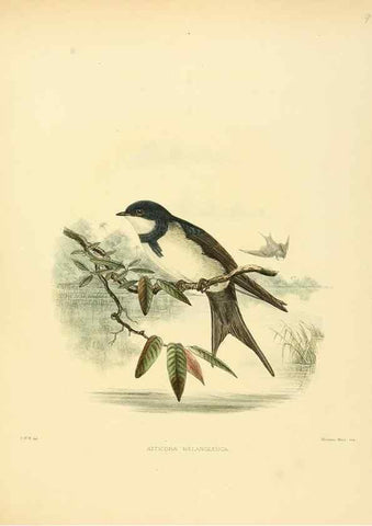 Reproducción/Reproduction 49522862447: A monograph of the Hirundinidae or family of swallows. London :Henry Sotheran & Co.,1885-1894.. 