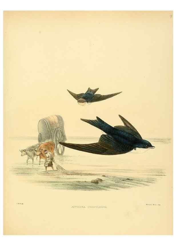 Reproducción/Reproduction 49522644806: A monograph of the Hirundinidae or family of swallows. London :Henry Sotheran & Co.,1885-1894.. 