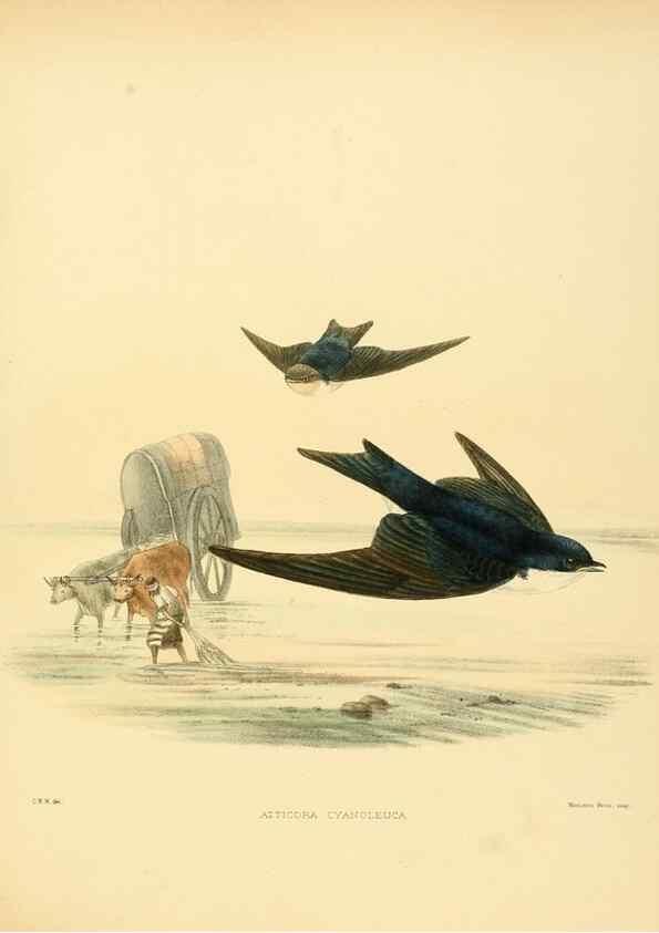 Reproducción/Reproduction 49522644806: A monograph of the Hirundinidae or family of swallows. London :Henry Sotheran & Co.,1885-1894.. 