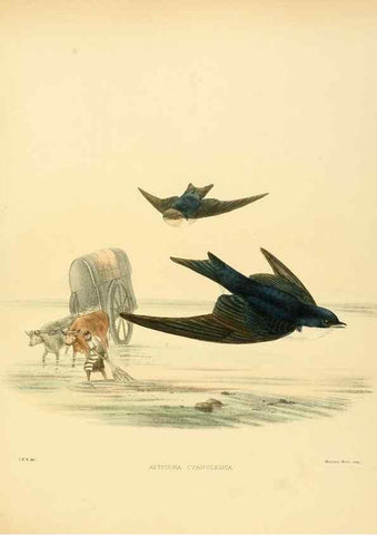 Reproducción/Reproduction 49522644806: A monograph of the Hirundinidae or family of swallows. London :Henry Sotheran & Co.,1885-1894.. 