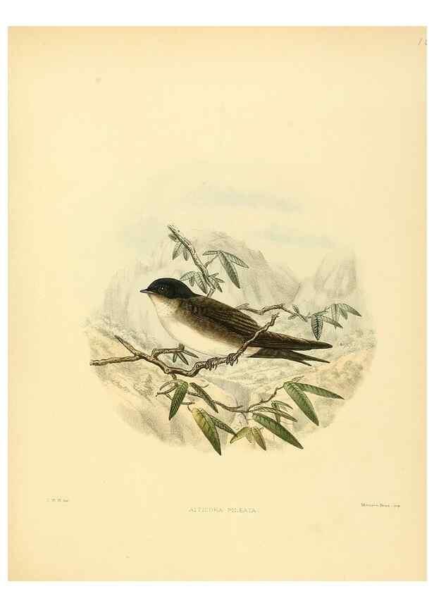 Reproducción/Reproduction 49522125238: A monograph of the Hirundinidae or family of swallows. London :Henry Sotheran & Co.,1885-1894.. 