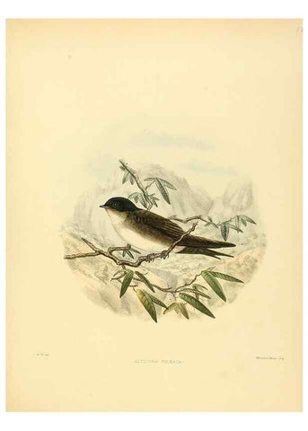 Reproducción/Reproduction 49522125238: A monograph of the Hirundinidae or family of swallows. London :Henry Sotheran & Co.,1885-1894.. 
