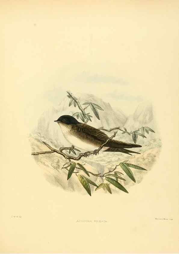 Reproducción/Reproduction 49522125238: A monograph of the Hirundinidae or family of swallows. London :Henry Sotheran & Co.,1885-1894.. 