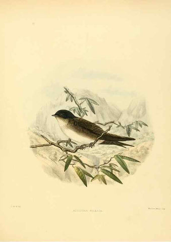 Reproducción/Reproduction 49522125238: A monograph of the Hirundinidae or family of swallows. London :Henry Sotheran & Co.,1885-1894.. 