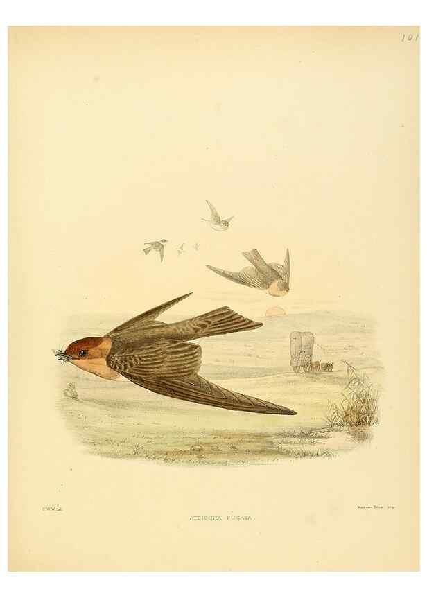 Reproducción/Reproduction 49522863102: A monograph of the Hirundinidae or family of swallows. London :Henry Sotheran & Co.,1885-1894.. 